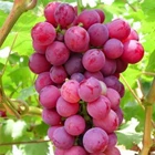 Golden Globe grapes 1