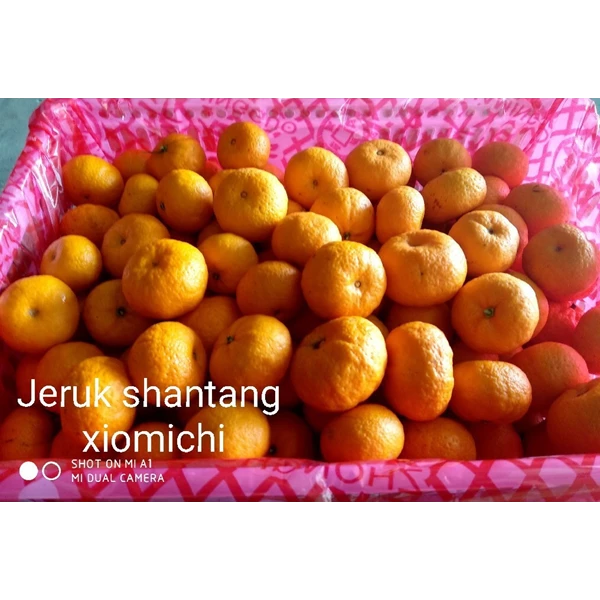Shantang Orange RRC