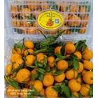 Shantang Orange RRC Holy Fresh 1