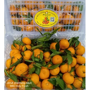Shantang Orange RRC Holy Fresh