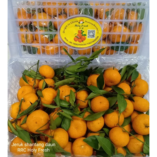 Shantang Orange RRC Holy Fresh